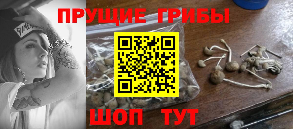 Галлюциногенные грибы Psilocybine cubensis Киров